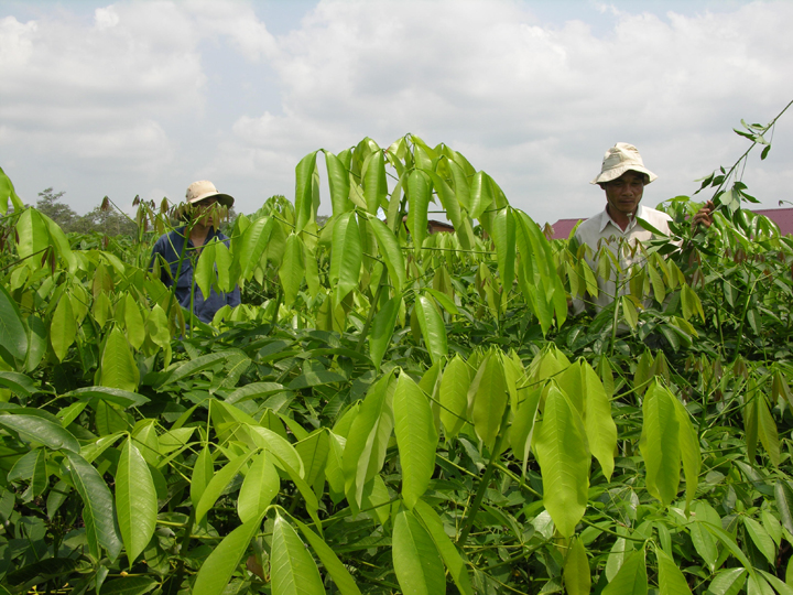 Công nhân chăm sóc vườn cây giống cao su