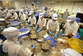 Tôm đông lạnh xuất khẩu - một trong những mặt hàng đã bị Hoa Kỳ áp thuế chống bán phá giá