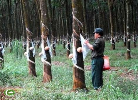 Việt Nam có nhiều dự án đầu tư cao su tại Campuchia.