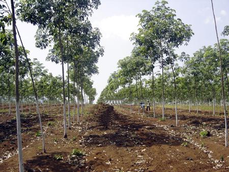 Diện tích trồng cao su được mở rộng tại nhiều địa phương.