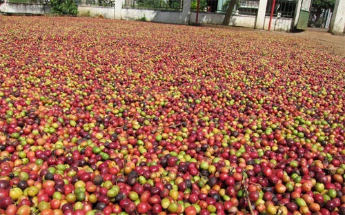 Theo giới thương nhân, các hộ trồng cà phê sẽ bán hàng ra nhiều hơn nếu giá vượt mức 40.000 đồng/kg, hoặc khi giá cà phê giao sau tại London vượt ngưỡng 2.000 USD/tấn