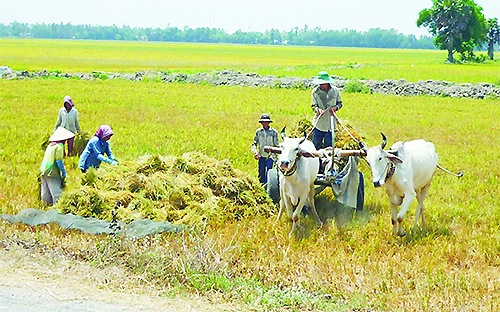 Điểm đáng chú ý trong năm 2012 của ngành bảo hiểm là phí thu xếp đối với nghiệp vụ bảo hiểm nông nghiệp đạt mức tăng trưởng tăng vọt