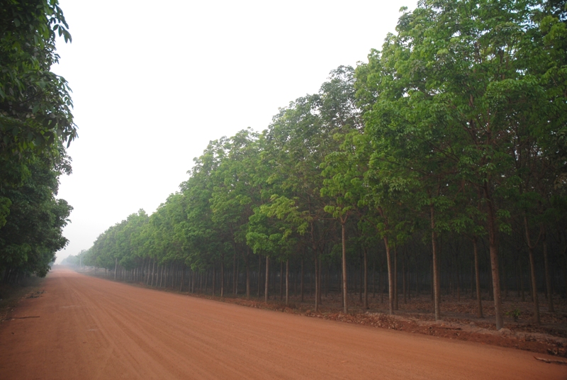 Rừng cao su bạt ngàn  