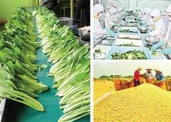 Phát triển liên kết sản xuất gắn với tiêu thụ nông sản, xây dựng cánh đồng mẫu lớn