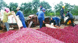 Theo một báo cáo mới đây của Vicofa, nợ xấu, nợ quá hạn của các doanh nghiệp cà phê vay tại các ngân hàng thương mại và Ngân hàng Phát triển Việt Nam hiện vào khoảng 6.330 tỉ đồng