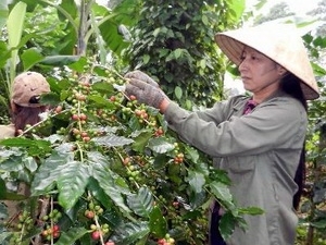Tuy nhiên, do còn non trẻ nên hoạt động của các sàn giao dịch hàng hóa nói trên vẫn khá èo uột, sản phẩm giao dịch chưa phong phú, không thu hút được đông đảo nhà đầu tư tham gia nên thanh khoản thấp.