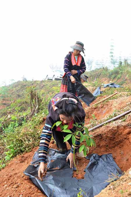 Chị Hồ Thị Dếnh đang làm công đoạn tấp tụ, giữ ẩm cho cây