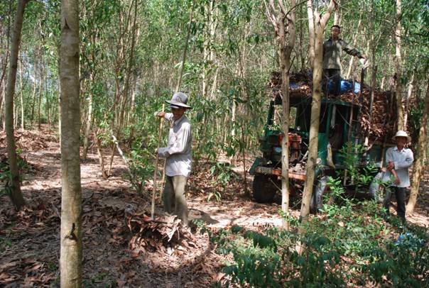 Đồng vốn tín dụng chính sách đã góp phần phủ xanh những cánh rừng 