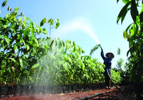 Vườn cao su giống tại Công ty CPCS Bà Rịa