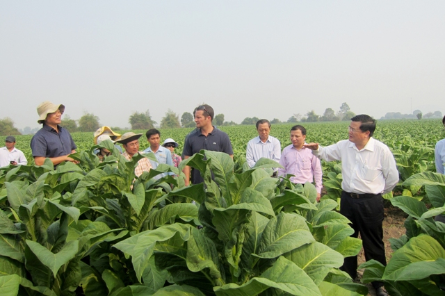 Phương thức đầu tư vùng trồng cây nguyên liệu của Tổng công ty theo hướng tập trung, chuyên canh, góp phần đem lại lợi ích kinh tế cho người nông dân vùng sâu, vùng xa.