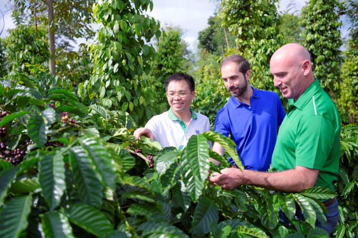 Chuyên gia quốc tế và PVFCCo tại vườn cà phê sử dụng NPK công nghệ hoá học