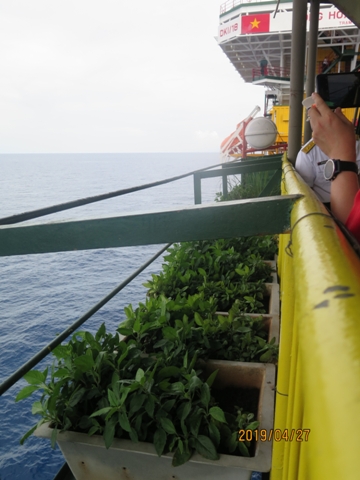 Vườn rau xanh mướt được cán bộ, chiến sĩ trồng trên nhà giàn DK1/18.