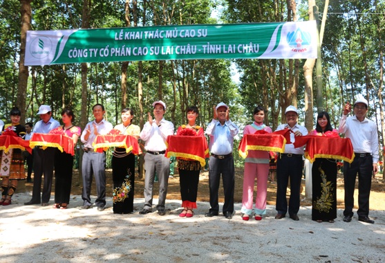 Lễ khai thác mủ cao su, Công ty CP Cao su Lai Châu.