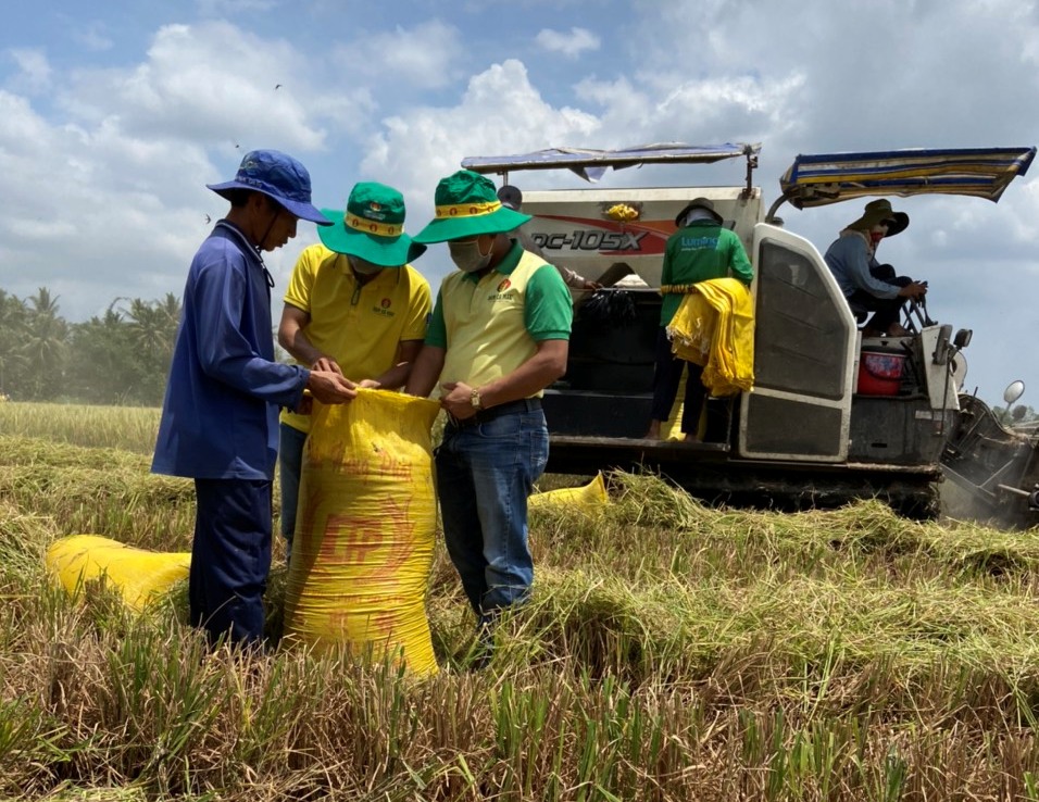 Đạm Cà Mau góp công lớn trong chương trình canh tác lúa thông minh.