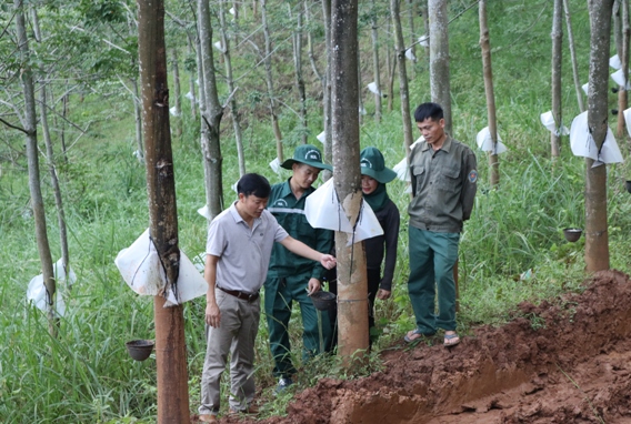 Nông trường Cao su Châu Quỳnh, Công ty Cao su Sơn La.