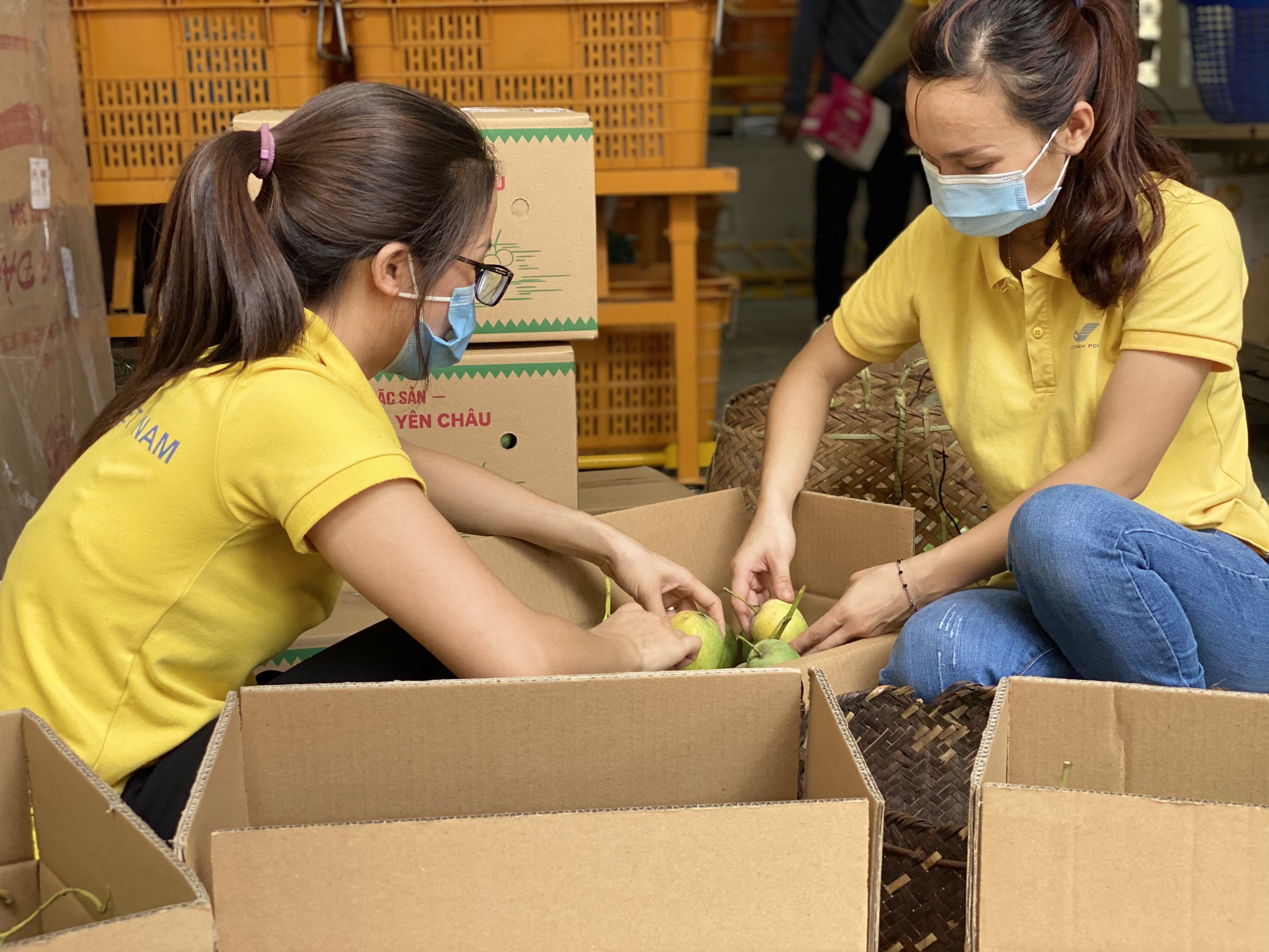 Xoài Sơn La được đóng gói, bảo quản đúng quy cách khi đưa tới tay người tiêu dùng.