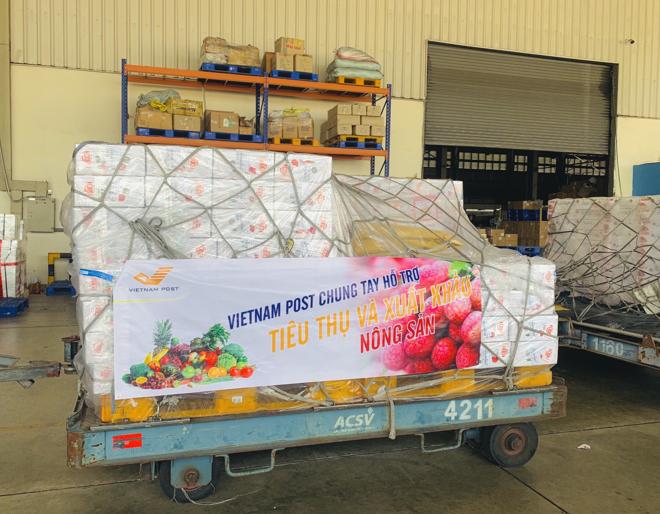 Bưu điện Việt Nam dành trọn chuyến bay chuyển vải thiều xuất khẩu đến Nhật Bản. 