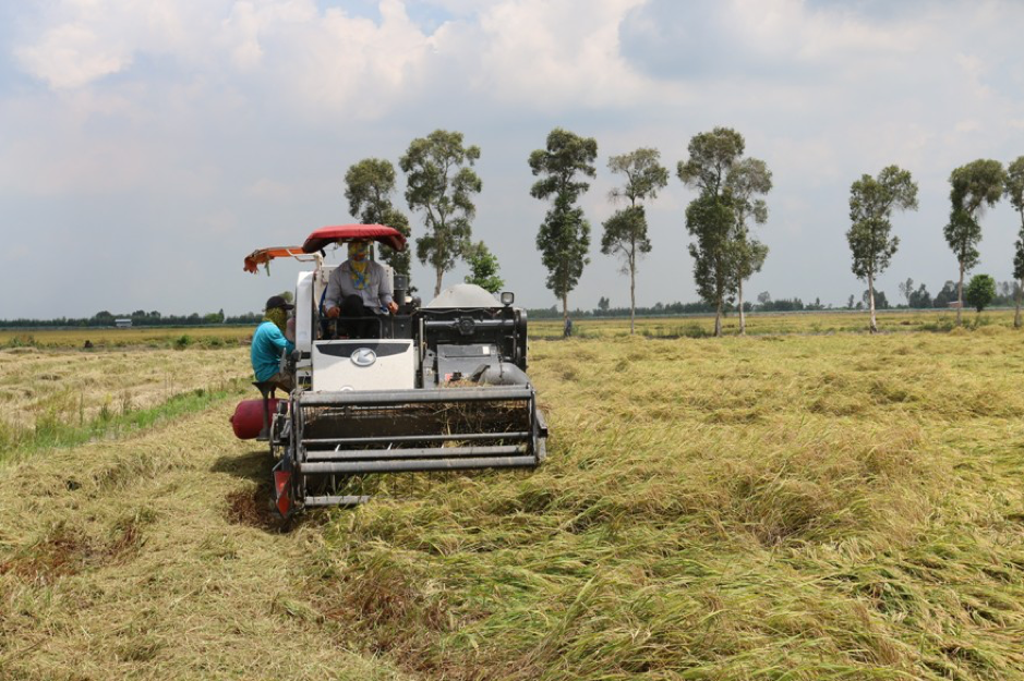 Agribank đã thực hiện giải ngân hơn 17.600 tỷ đồng với hơn 12.000 khách hàng vay vốn thu mua, tạm trữ và xuất khẩu thóc gạo 