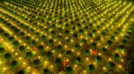 Thắp điện tăng năng suất cây Thanh Long.